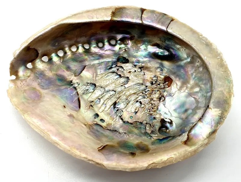 conchiglia di abalone per fumigazione palo santo, incensi, salvia